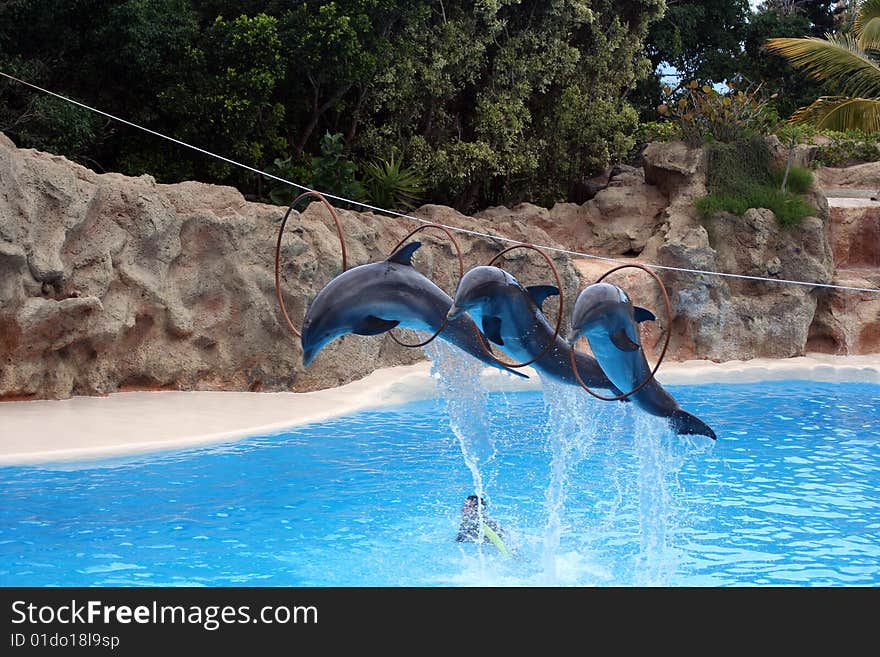 Dolphins Jump Out