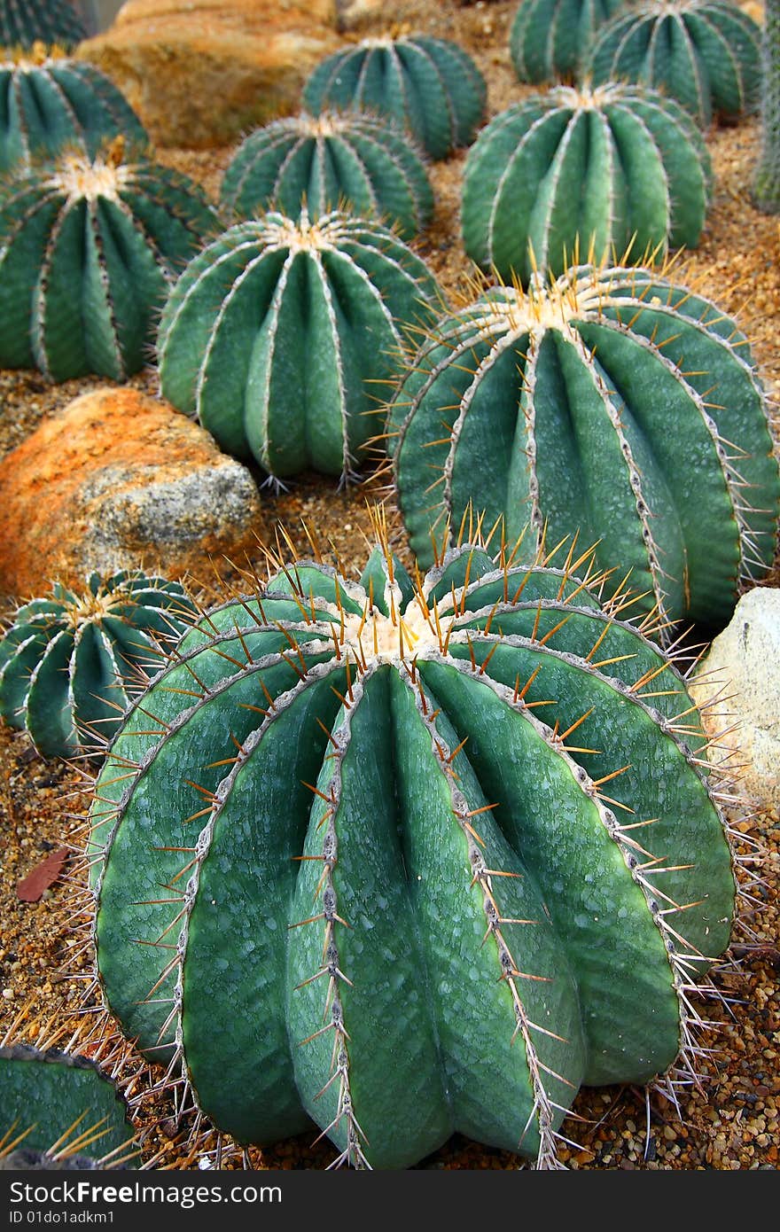 Cactus