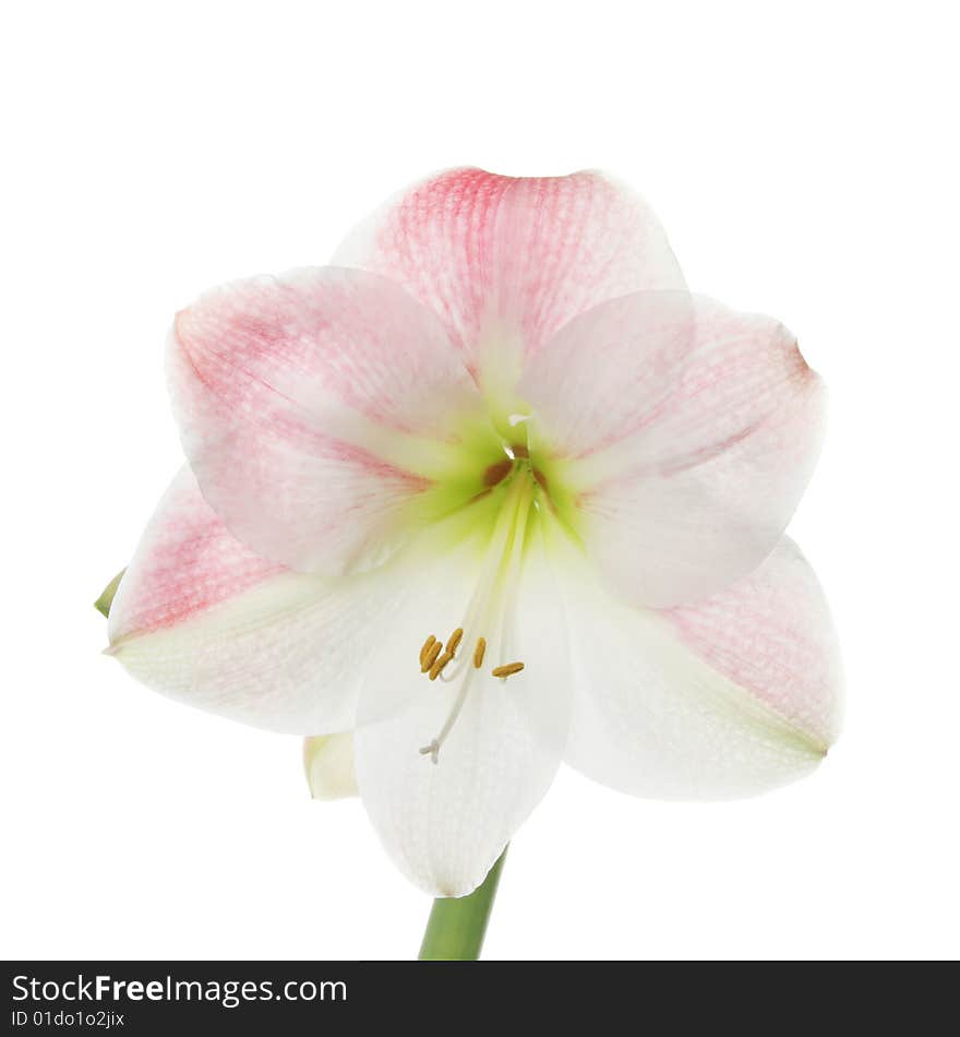 Single Amaryllis flower against white. Single Amaryllis flower against white