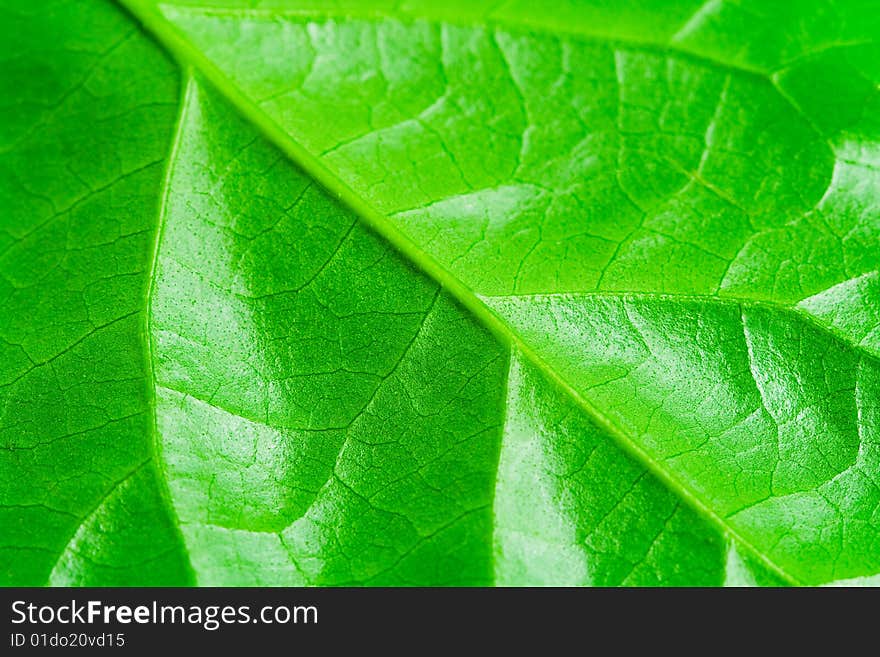 Macro detailed view of green fresh leaf. Macro detailed view of green fresh leaf