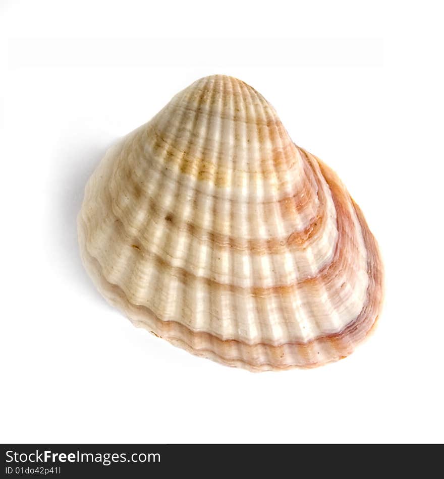 Macro Of Shell Isolated On White