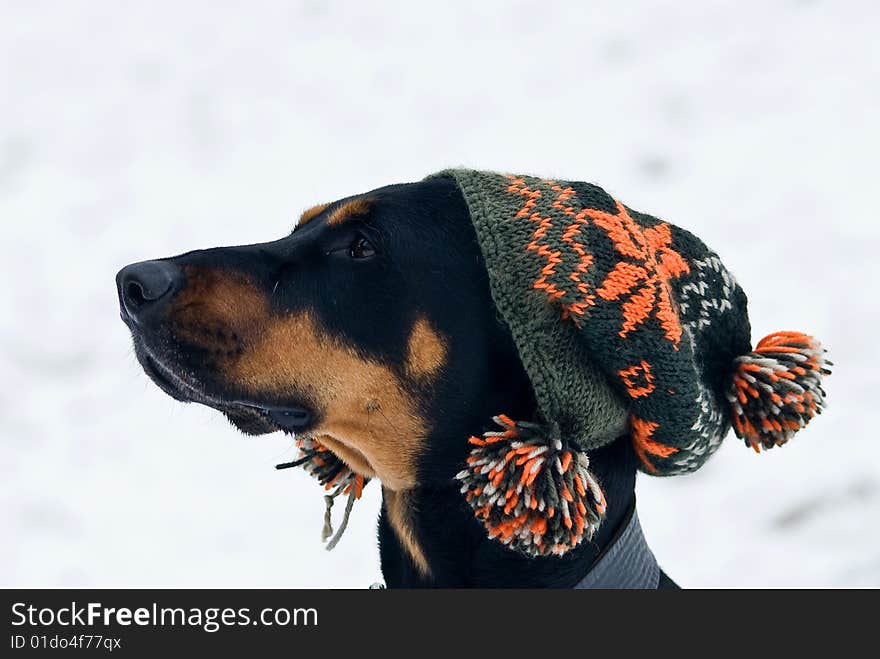 A doberman dog with a cap on his  head with a snowy background. A doberman dog with a cap on his  head with a snowy background