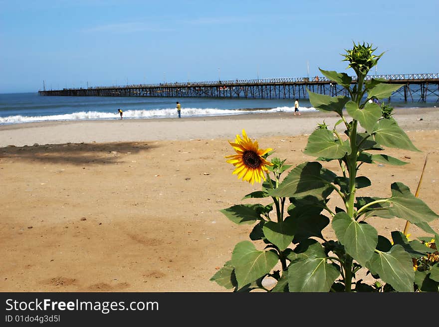 Long Pier