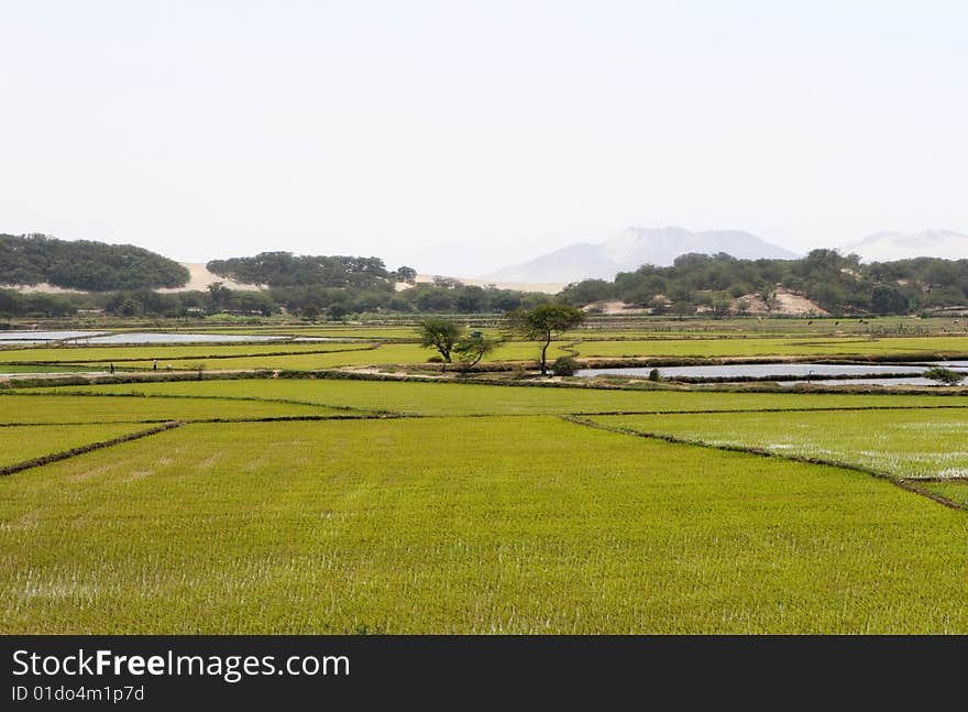 Workers harvest rice in the paddy. Workers harvest rice in the paddy.