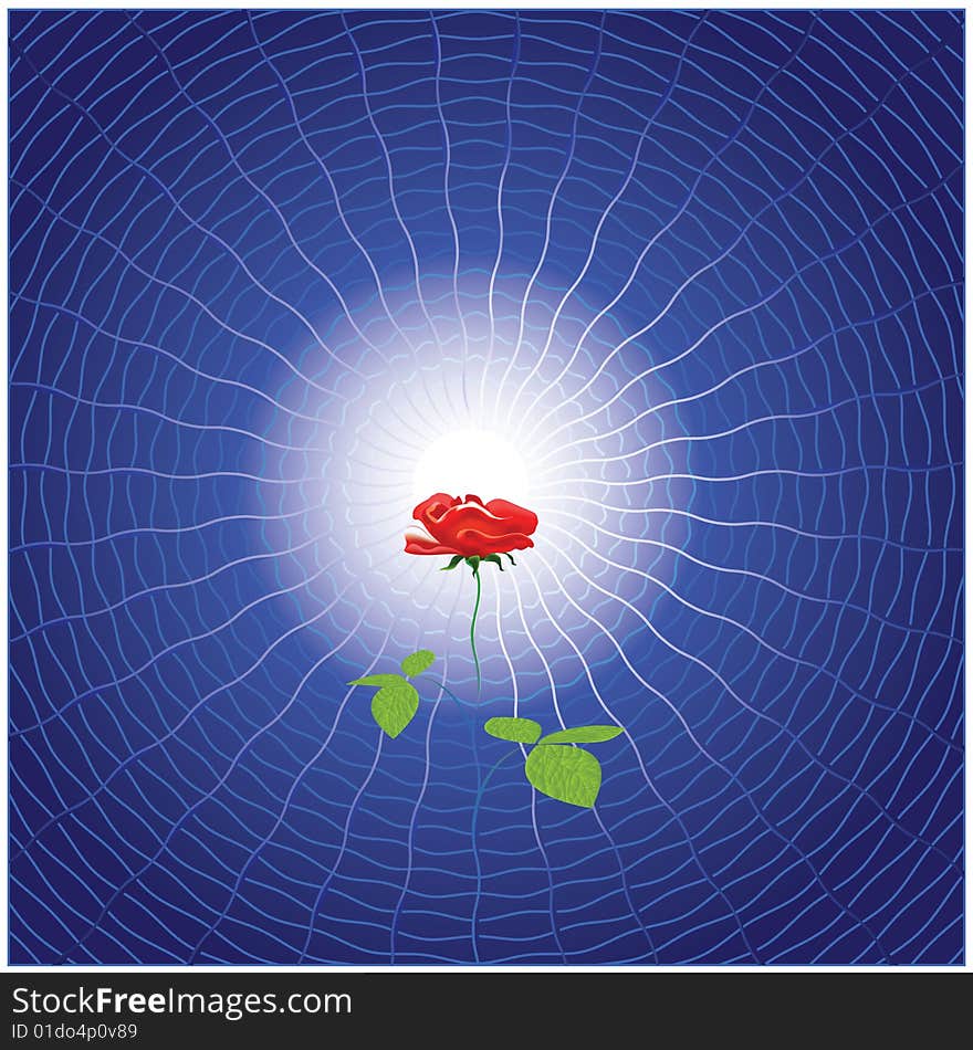 vector drawing  red rose against a dark blue abstract background