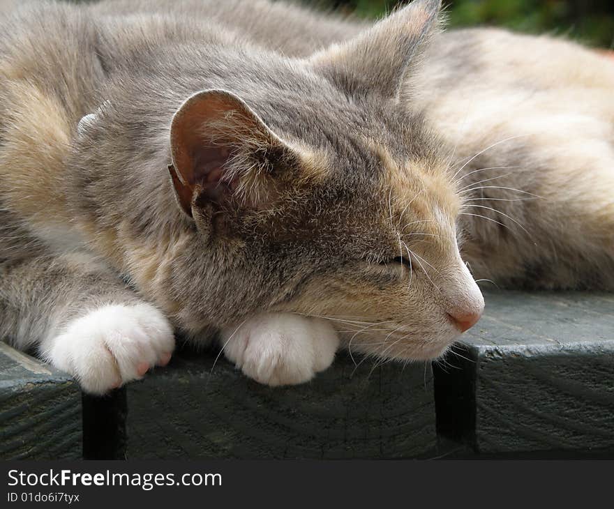 Peach and grey coloured cat sleeping, head resting on paws. Peach and grey coloured cat sleeping, head resting on paws.