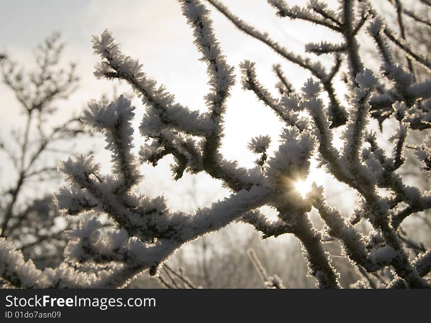 Frozen branches