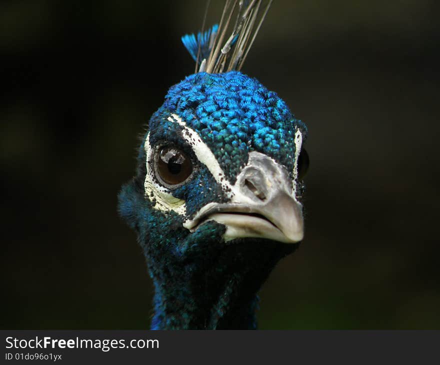 Peacock portrait shot