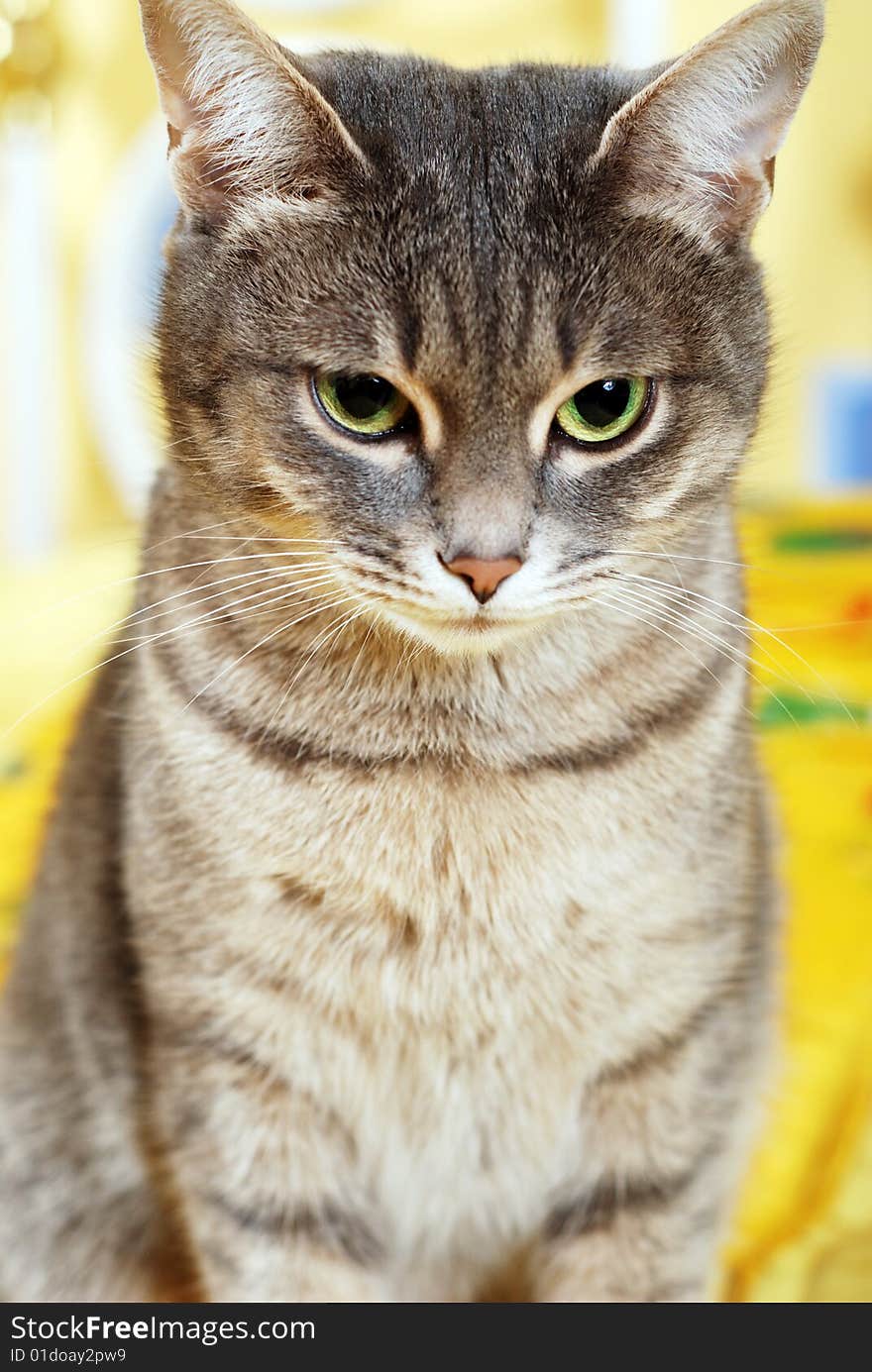 Striped domestic cute cat at the bedroom