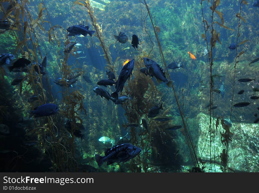 Undersea landscape with fish and seaweed