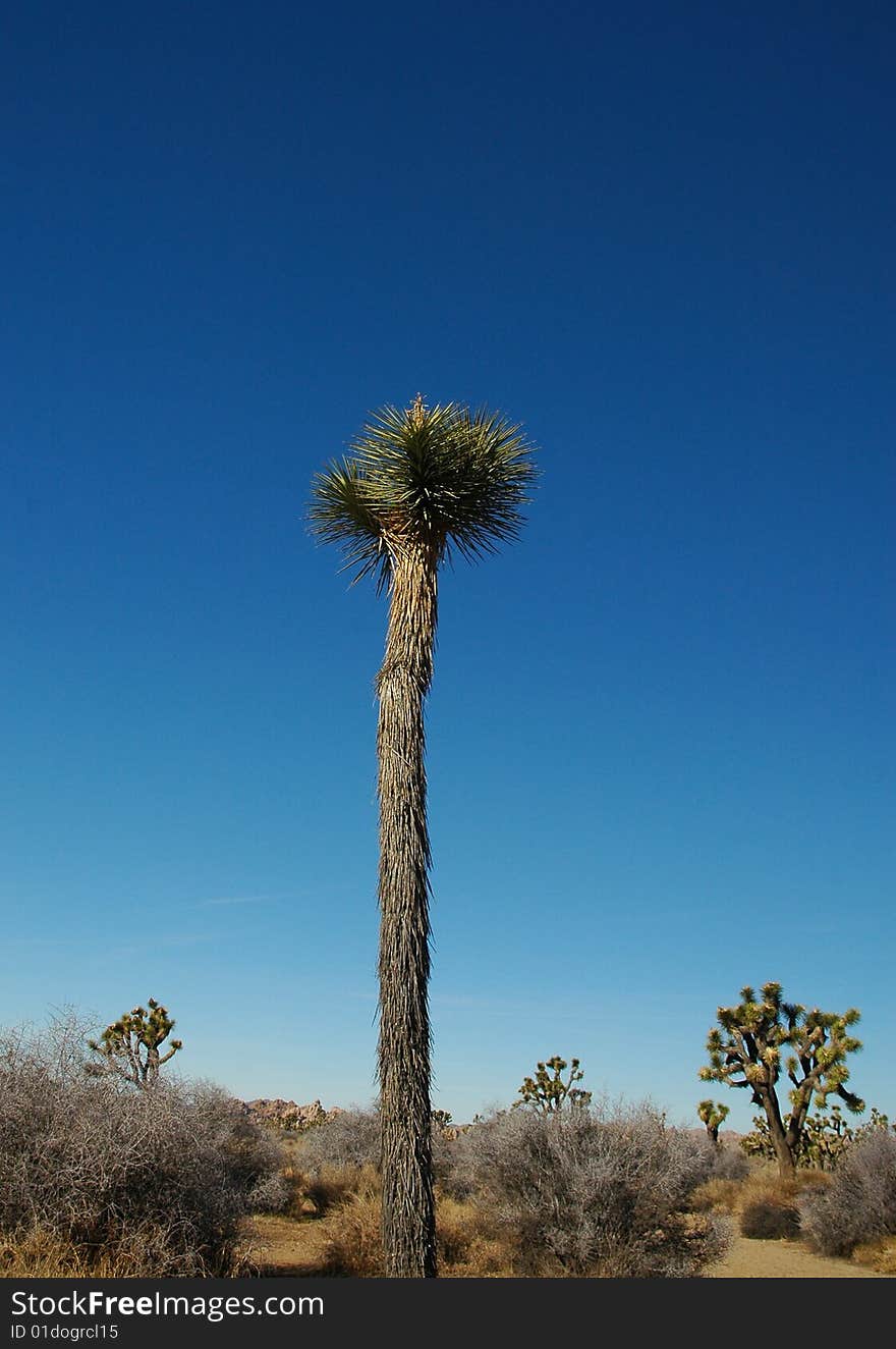 Young Joshua tree in the California high desert. Young Joshua tree in the California high desert