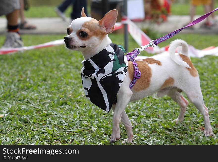 Photo of a chihuahua, taken at a dog competition. Photo of a chihuahua, taken at a dog competition