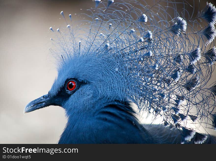 Blue-crowned pigeon