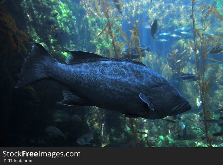 Grouper fish swimming between seaweeds