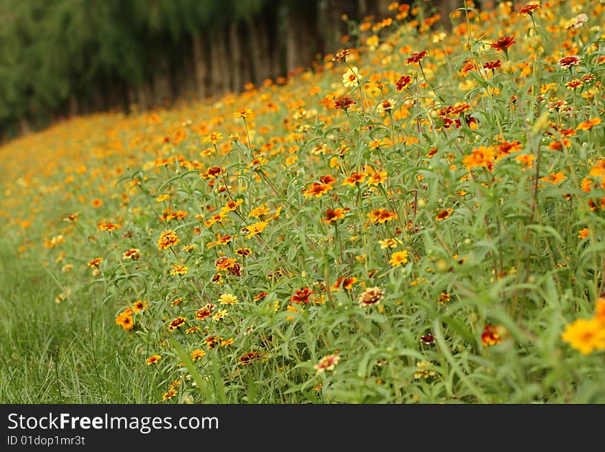 Field of Flower