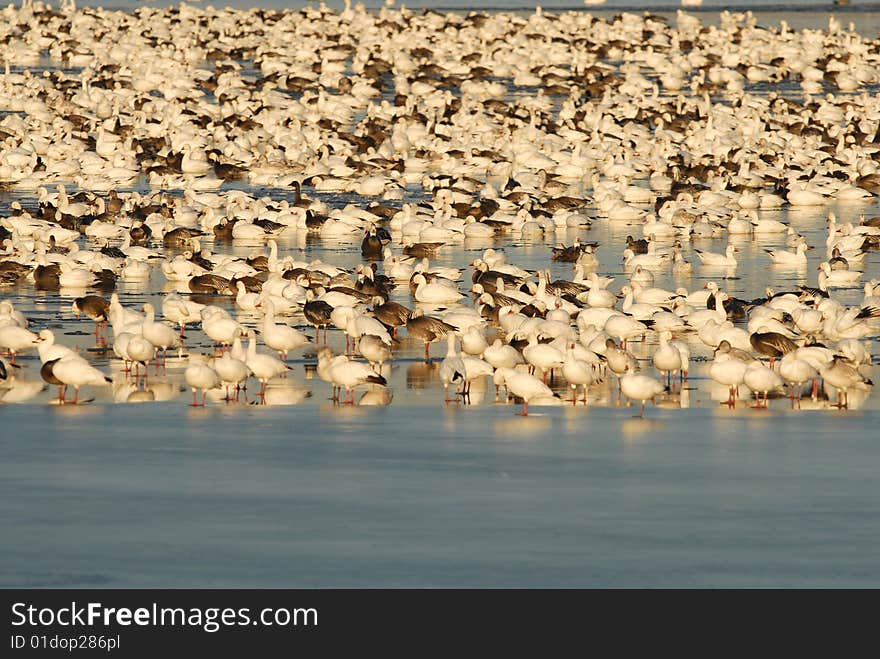 A large flock of snow geese take refuge in the middle of a frozen lake. A large flock of snow geese take refuge in the middle of a frozen lake.