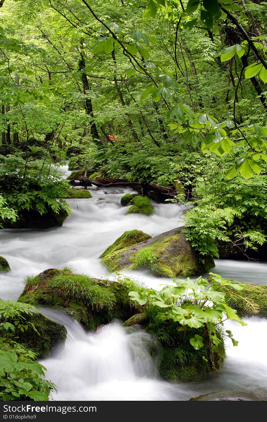 Oirase-gawa River in the Aomori Japan