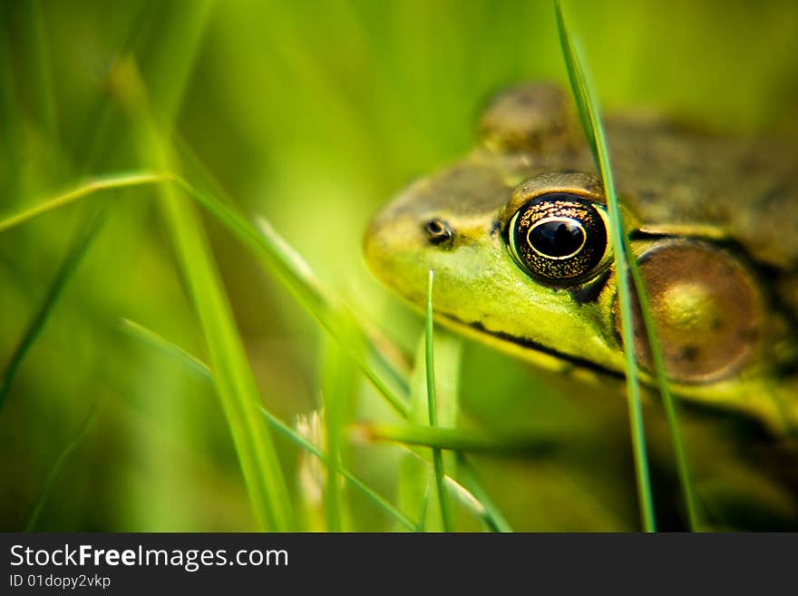 Green Frog