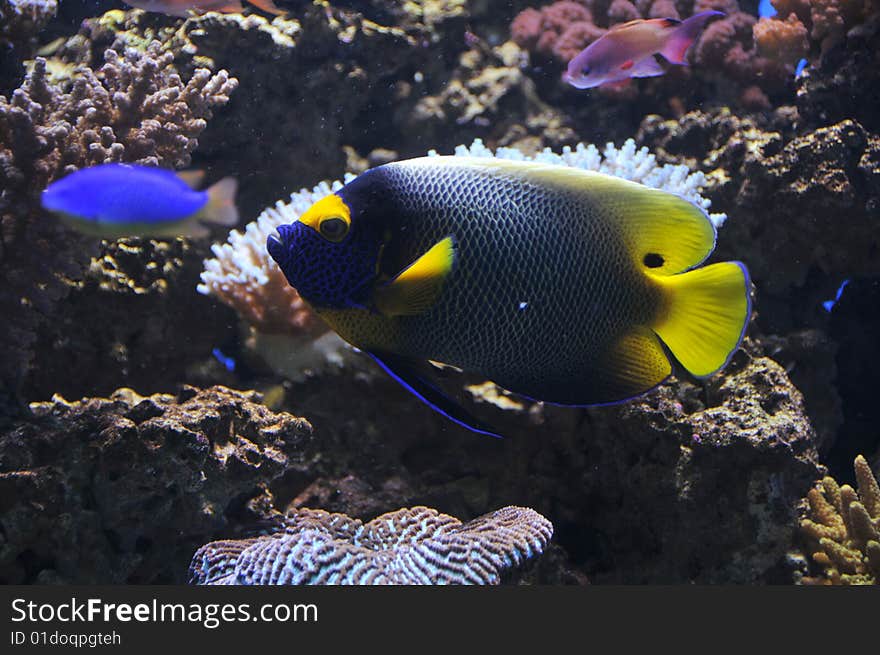 Yellow mask angelfish in acoral reef