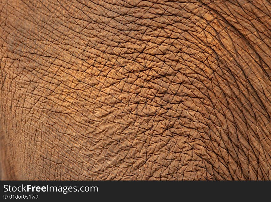 Close up of Elephant skin