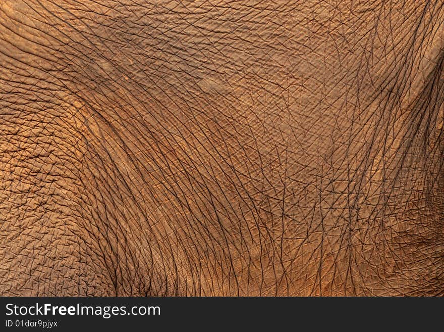 Close up of Elephant skin