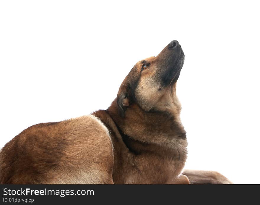 Dog on the white background