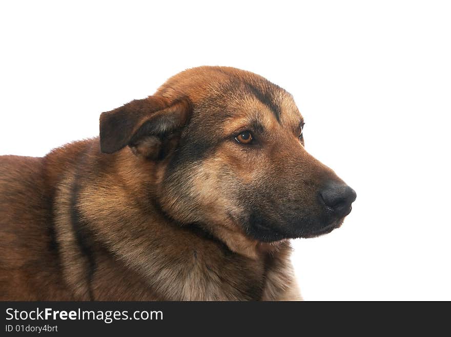 Dog on the white background