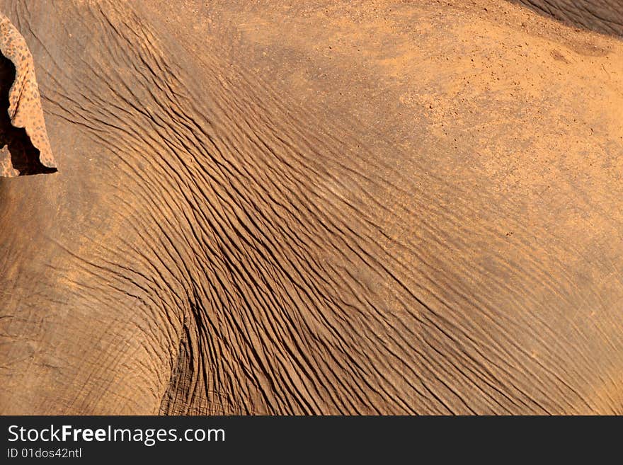 Close up of Elephant skin