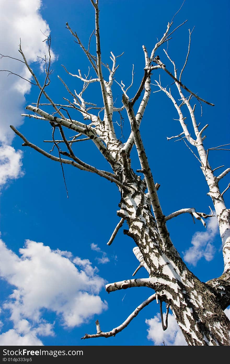 Nature series: dry birch tree on the blue sky. Nature series: dry birch tree on the blue sky