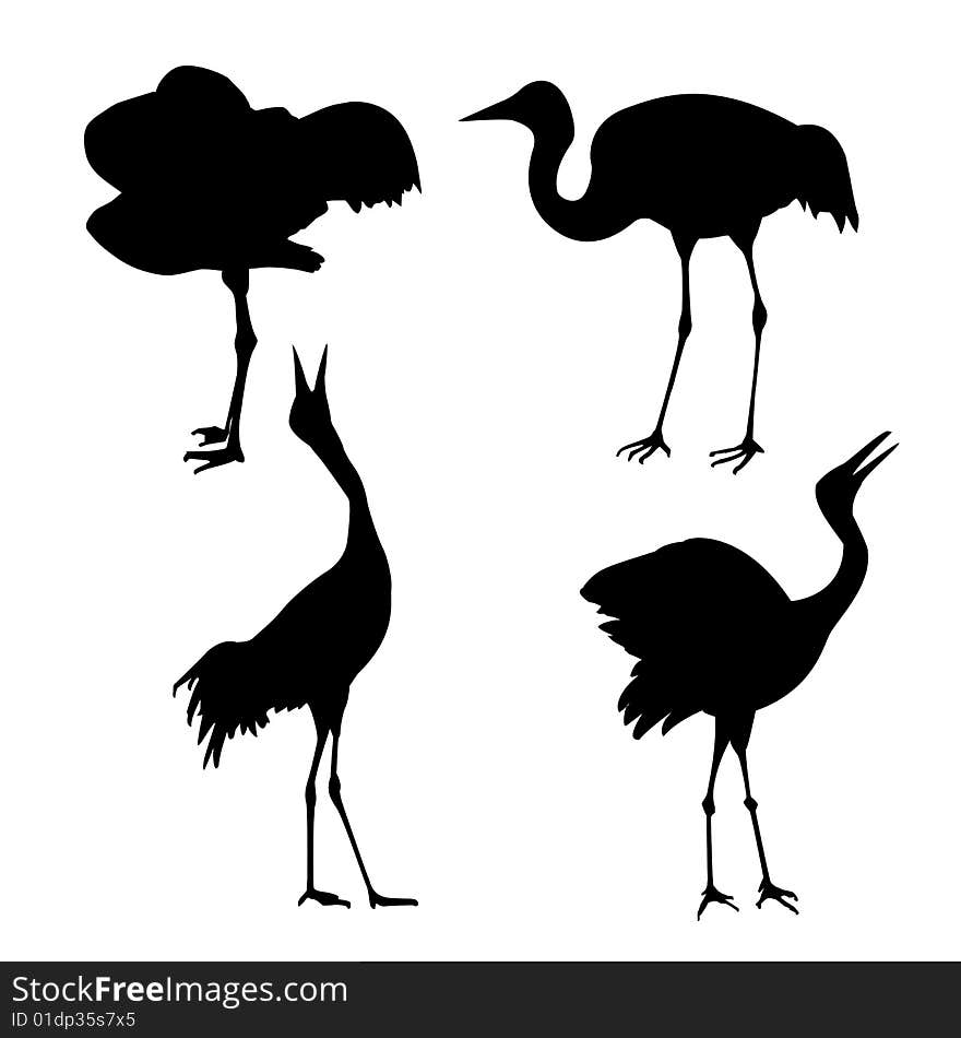 Silhouette of the cranes