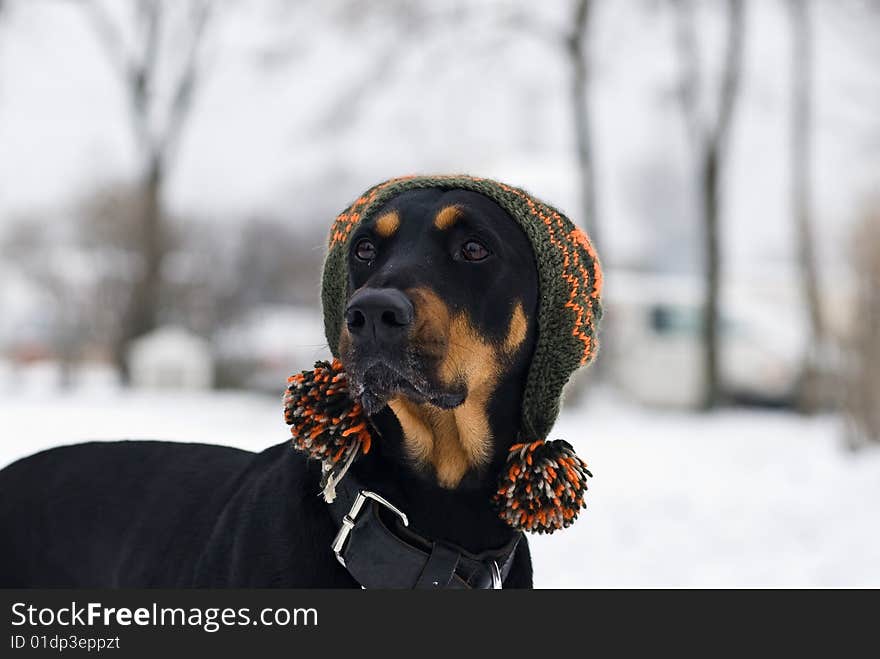 A doberman dog with a cap on his  head with a snowy background. A doberman dog with a cap on his  head with a snowy background