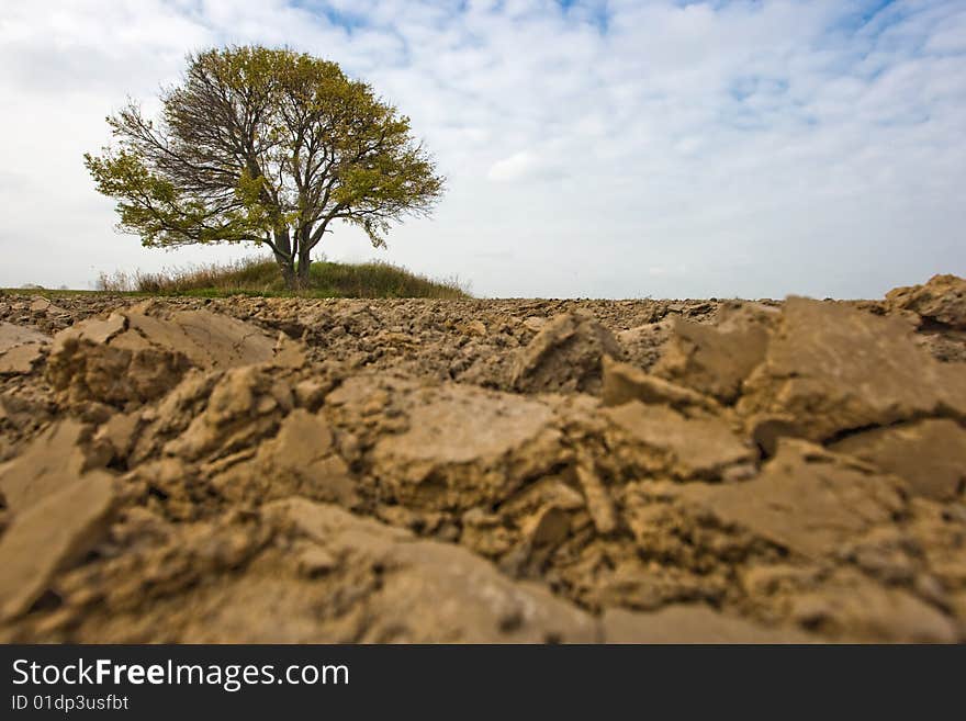 Lonely fall tree in the middle of the field. Lonely fall tree in the middle of the field