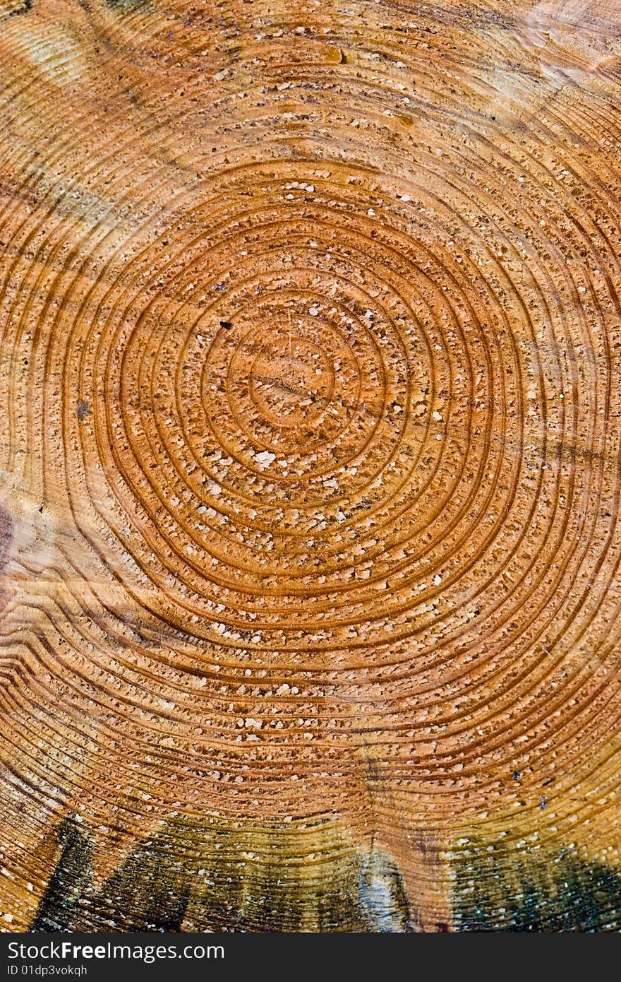 Wood Texture