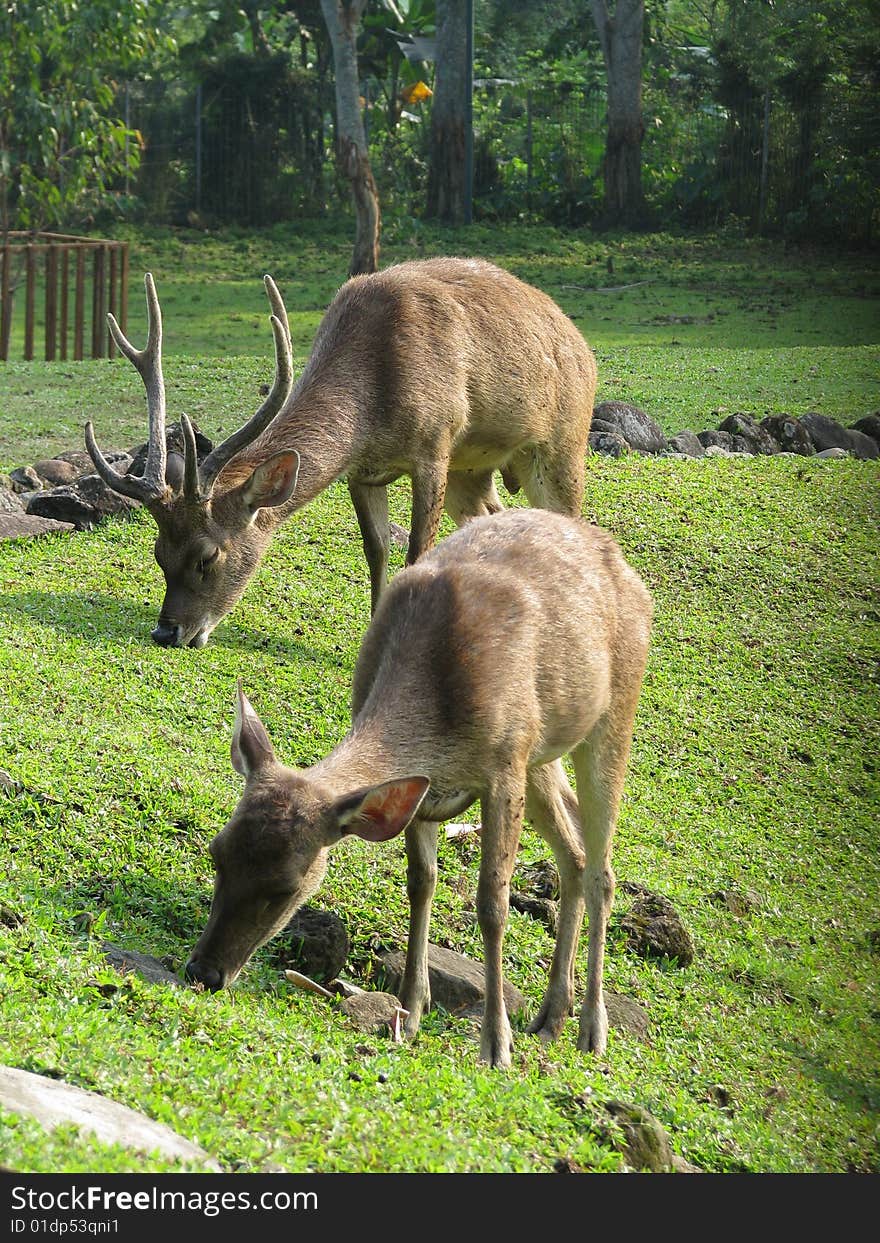 Twin antelope