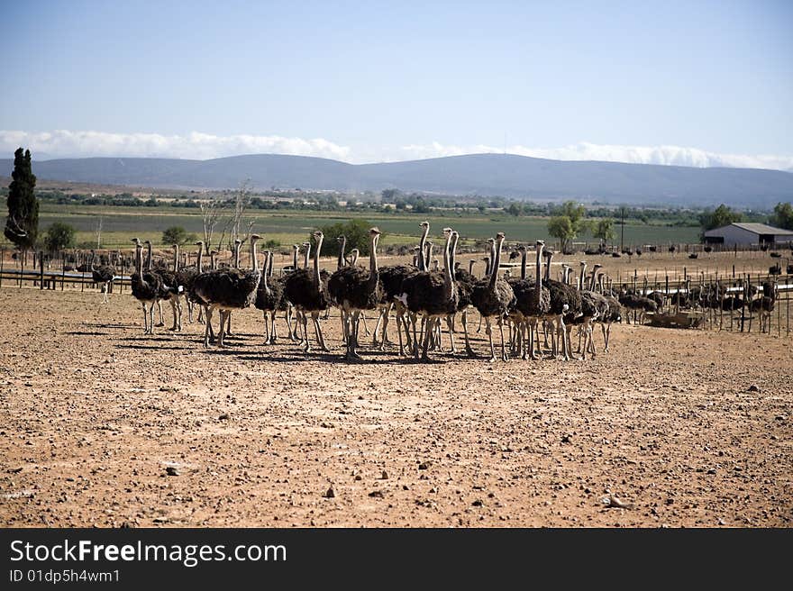 Ostrich of South Africa