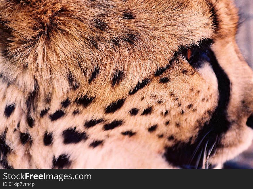 Cheetah, big cat from Namibia