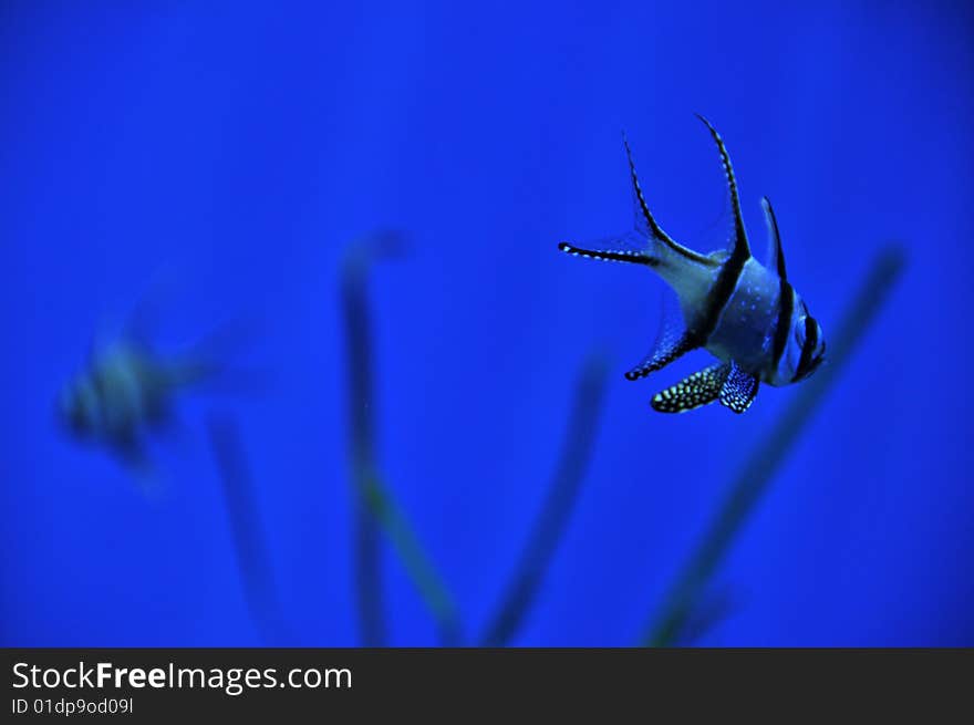 A banggai cardinal fish swimming in the ocean