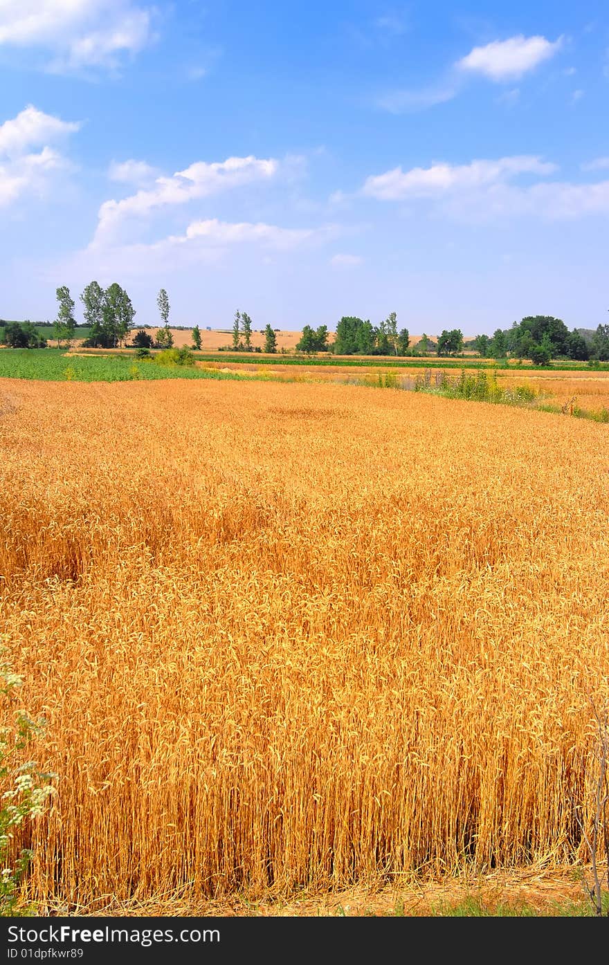 Wheat field view from farm. Wheat field view from farm