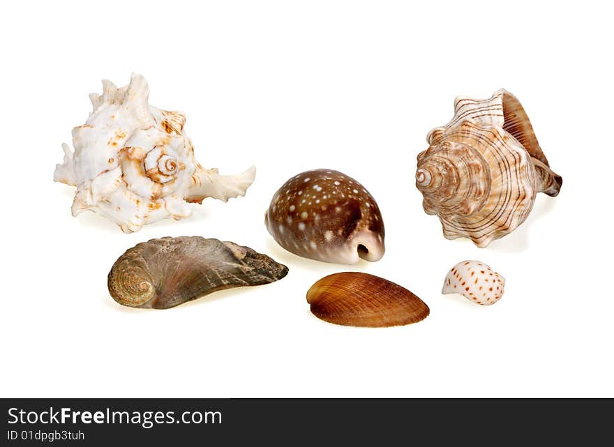 Group of various sea shells on a white background. Group of various sea shells on a white background