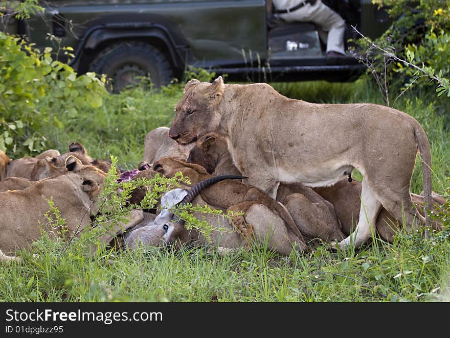 Lion family