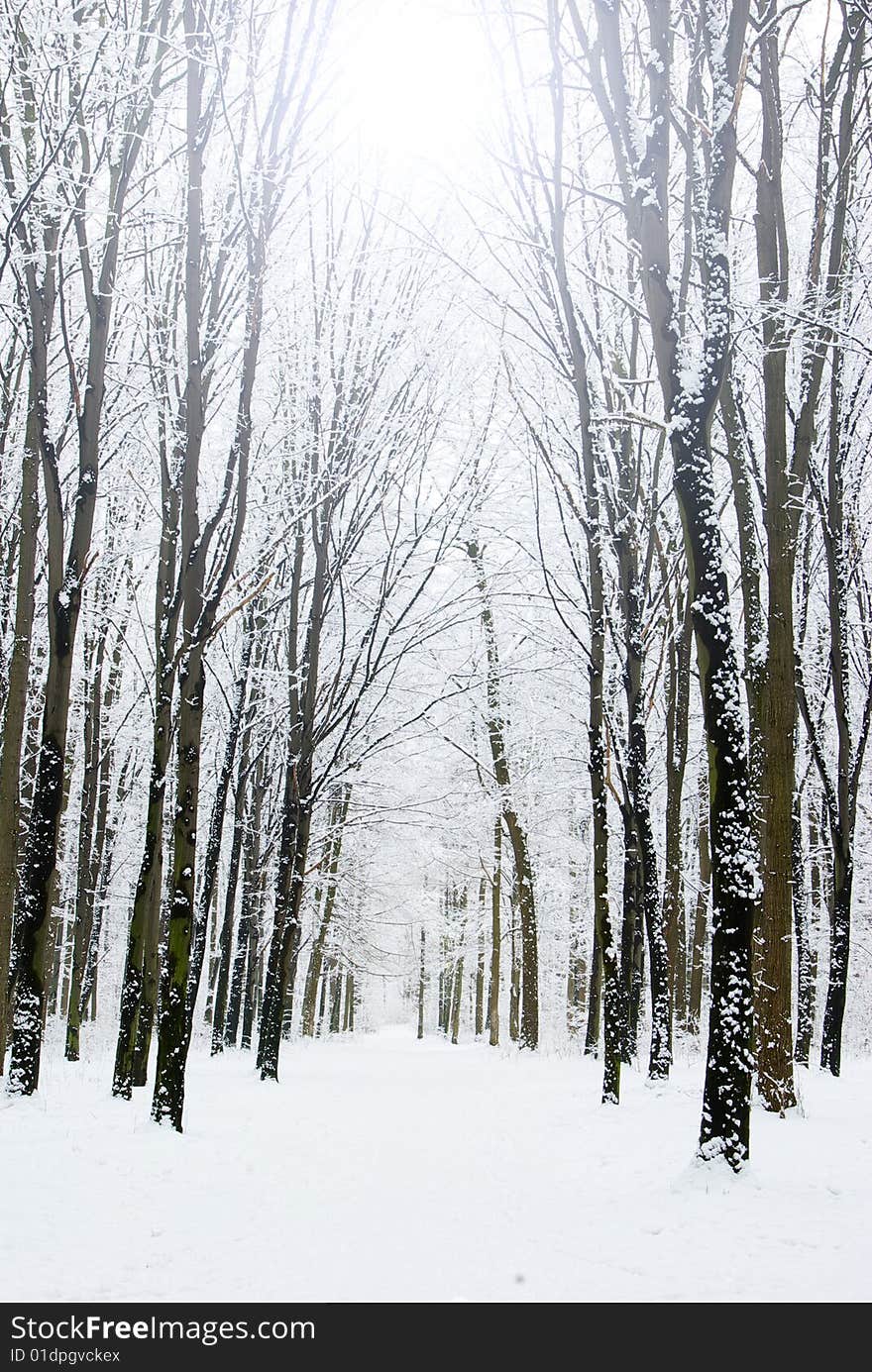 Beautiful winter forest  and the road