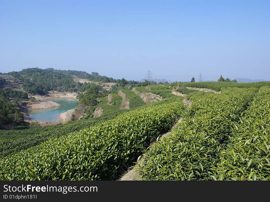 tea garden in sunlignt in hill