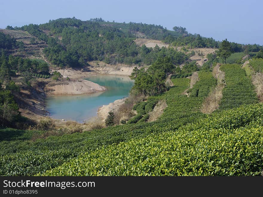 tea hill around a lake