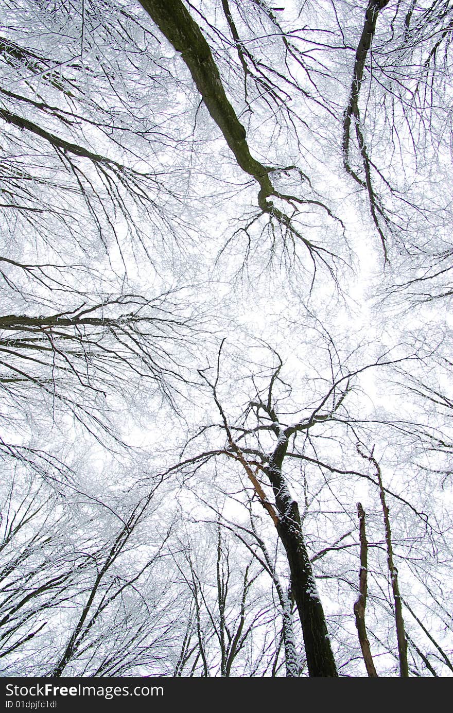 Frozen winter forest tree  and sky