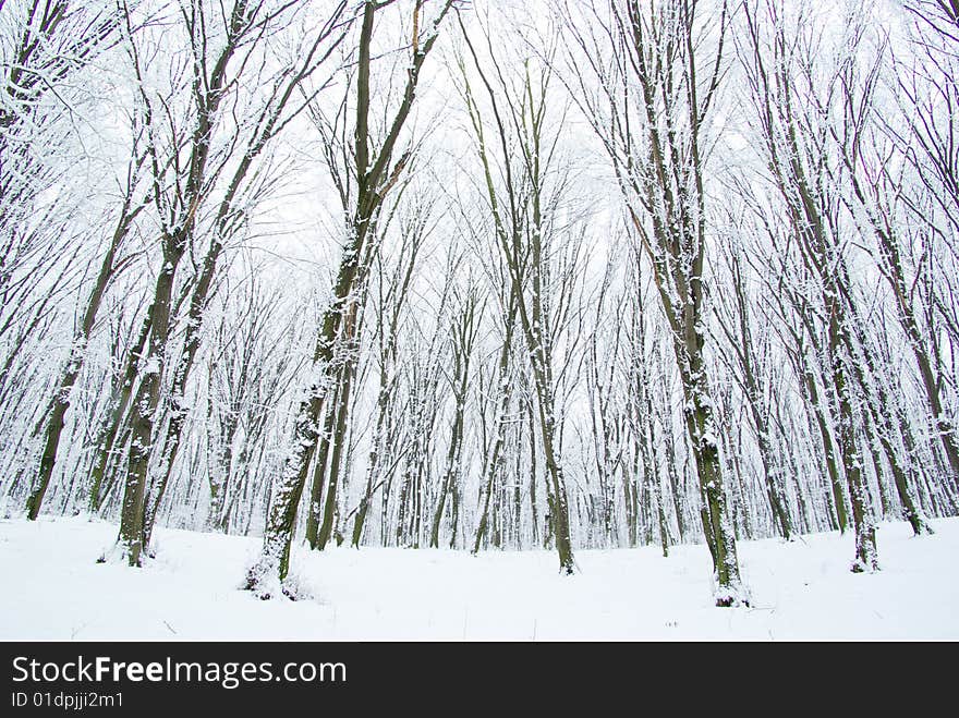 Beautiful winter forest  and the road