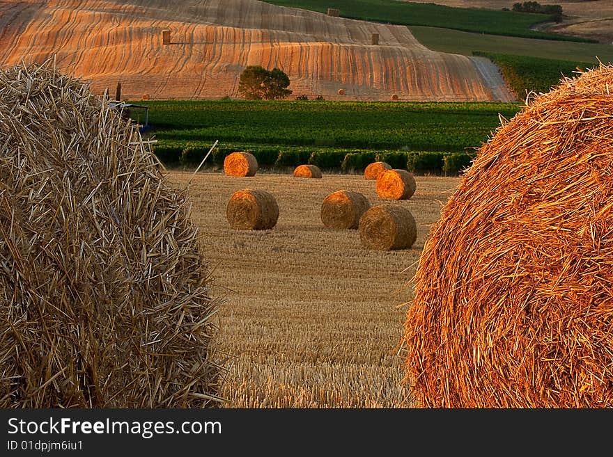 Gray and gold haystacks on agriculture landscape background