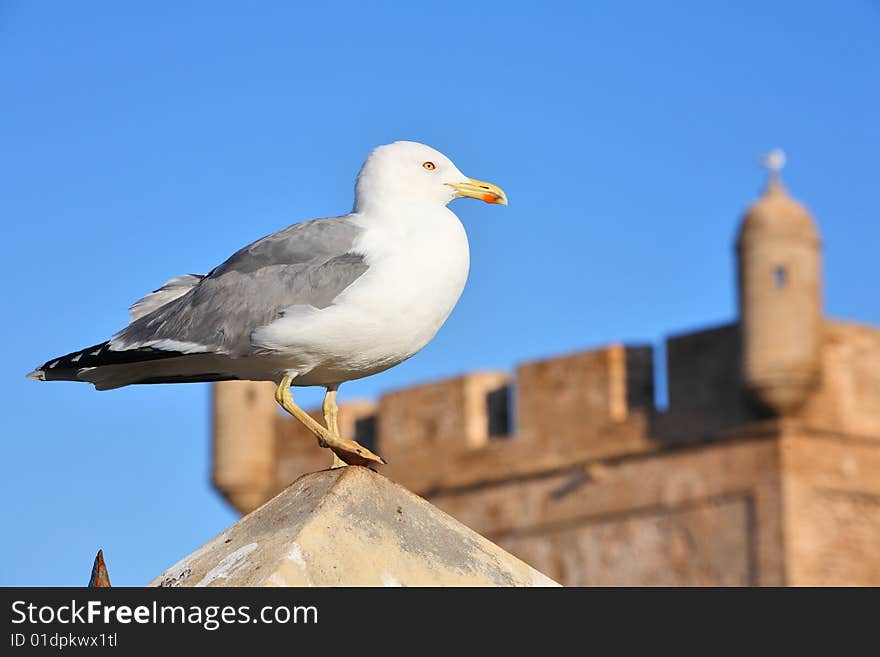 Fortress wall and lonely seagull