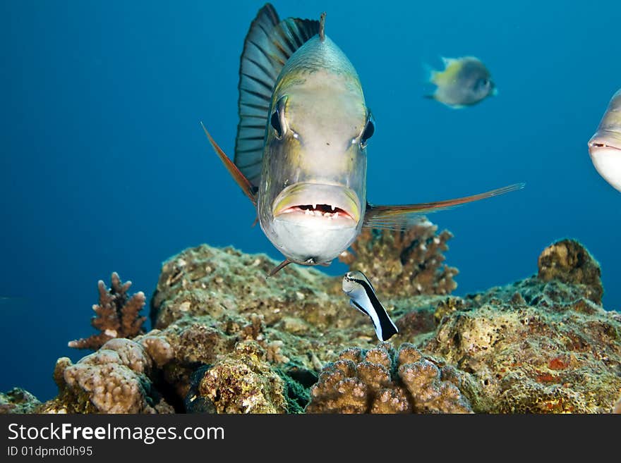 Bigeye emperor (monotaxis grandoculis)taken in the red sea.