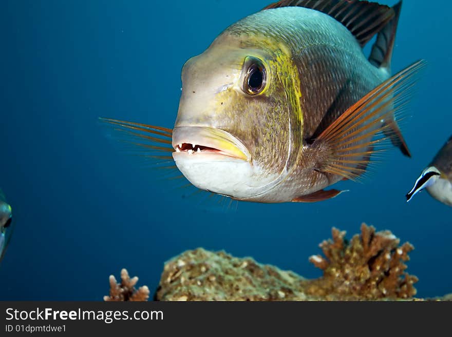 Bigeye emperor (monotaxis grandoculis)taken in the red sea.