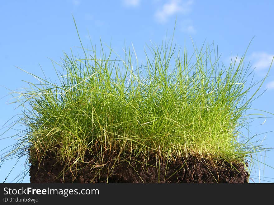 Green grass and blue sky. Green grass and blue sky